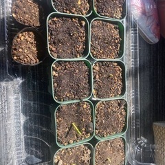 大和ルージュ　苗　10本分　とうもろこし　家庭菜園