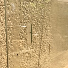 ガラスの画像