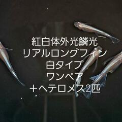 紅白体外光リアルロングフィン鱗光白タイプ