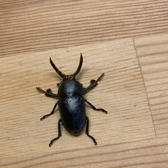 パプキンブルー  1ペア