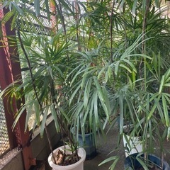 ☆★☆観葉植物☆★☆ 受付中です
