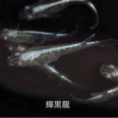 めだか《輝黒龍》