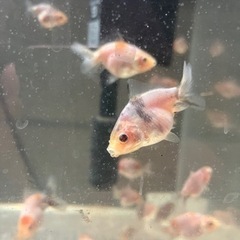 60cm 水槽　+ショートテールオランダ　飼育セット