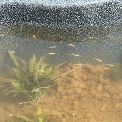 メダカ譲ってください！