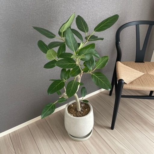 観葉植物　フィカスベンガレンシス