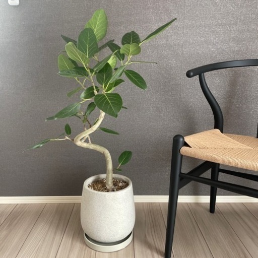観葉植物　フィカスベンガレンシス