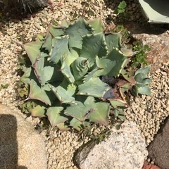 多肉植物 アガベ 雷神 地植え株の画像