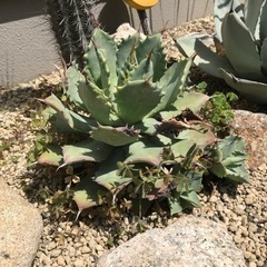 多肉植物 アガベ 雷神 地植え株