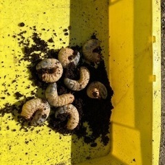 カブト虫幼虫