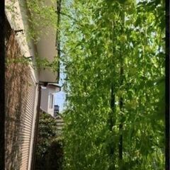 フウセンカズラの種 の画像