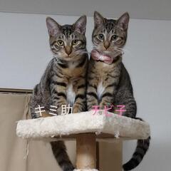 （トライアル決定しました）白靴下と手袋の白キジさん兄妹2匹