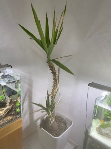 観葉植物　ドラセナ
