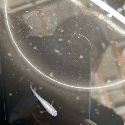 レッドクリフ白タイプ