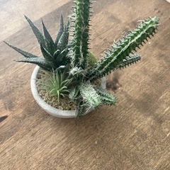 サボテン　フェイクグリーン　観葉植物　人工植物の画像