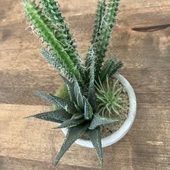 サボテン　フェイクグリーン　観葉植物　人工植物の画像