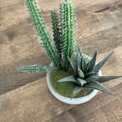 サボテン　フェイクグリーン　観葉植物　人工植物