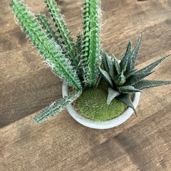 サボテン　フェイクグリーン　観葉植物　人工植物の画像