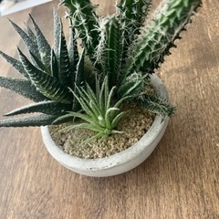 サボテン　フェイクグリーン　観葉植物　人工植物の画像