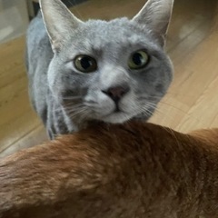2匹の猫の飼い主探してます。