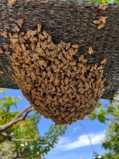 日本蜜蜂　分蜂群① 巣箱2段込み　先着順