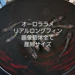 オーロララメリアルロングフィン。画像個体全て。