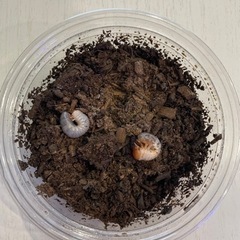 外国産クワガタ、カブト色々いますの画像