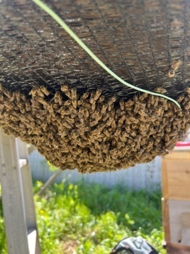 日本蜜蜂　分蜂群②　ネットに入れてお渡