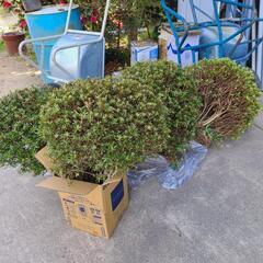 つつじ植木