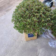 つつじ植木の画像