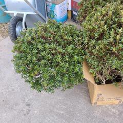 つつじ植木の画像