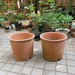 テラコッタの鉢