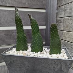サボテンアートストーンの鉢付き🌵２点セット🌵の画像