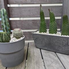 サボテンアートストーンの鉢付き🌵２点セット🌵の画像