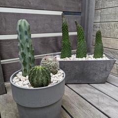 サボテンアートストーンの鉢付き🌵２点セット🌵