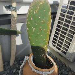 団扇サボテン①