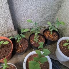 ブルーベリー苗木の画像