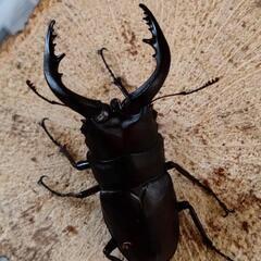 国産ノコギリクワガタ大型ペア　