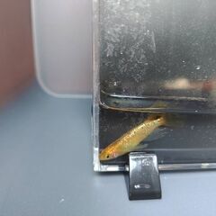 メダカ　レクリス　　売りますの画像