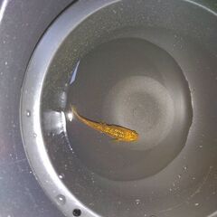 メダカ　レクリス　　売りますの画像