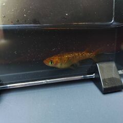 メダカ　レクリス　　売りますの画像