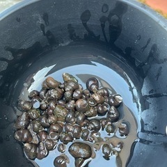 タニシ　【メダカやラムズなどと交換も歓迎します】の画像