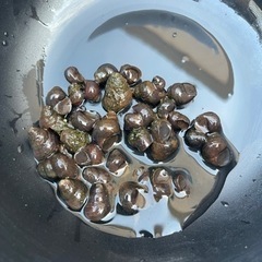 タニシ　【メダカやラムズなどと交換も歓迎します】の画像