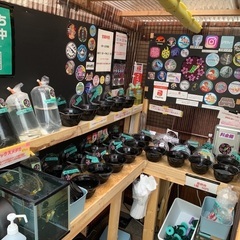 【五桜メダカ】4月24日　横須賀メダカ無人販売