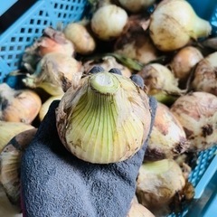 訳あり新玉ねぎ　1kg 