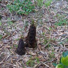 孟宗竹タケノコの画像