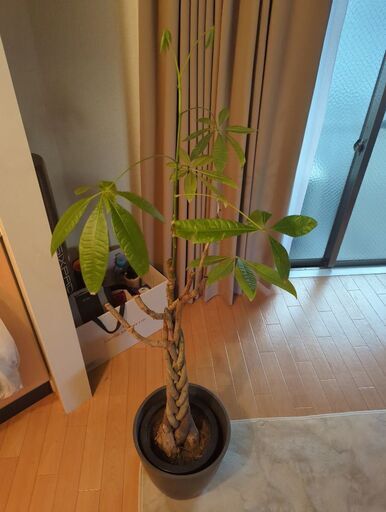 パキラ(植木鉢ポット付）