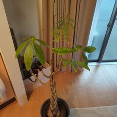 パキラ(植木鉢ポット付）