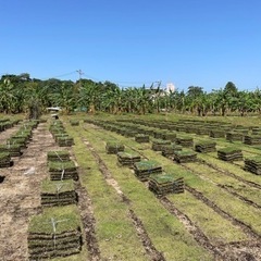 芝生沖縄産販売　の画像