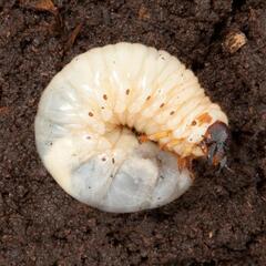 カブトムシ幼虫 1匹 100円