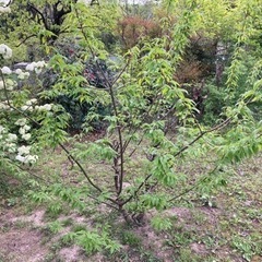 栗の木　2m×2m 2本　地植え